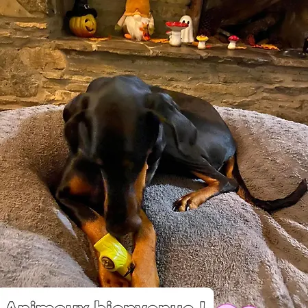 Bulle Ivoire Hastière-par-delà